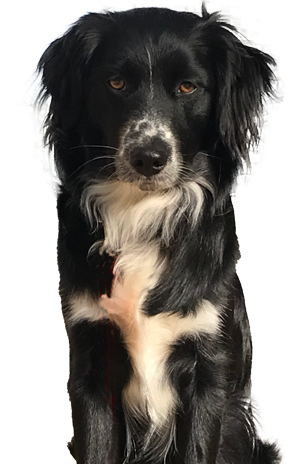 Portrait photo: Dog Gina